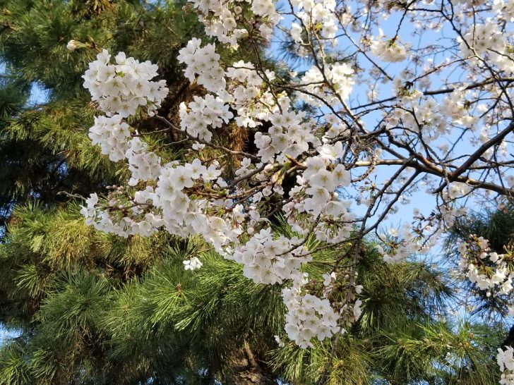 カップヌードルミュージアムパークの桜