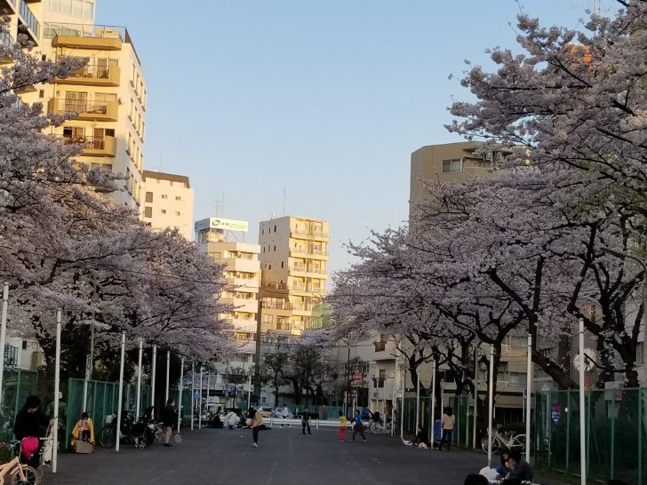 JR大森駅から徒歩5分の花見スポット