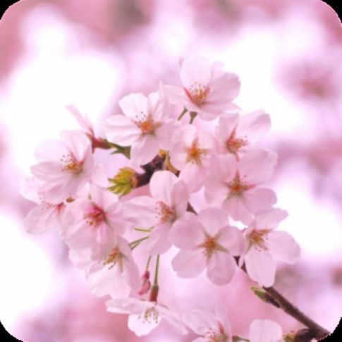 『脱出ゲーム 春桜』